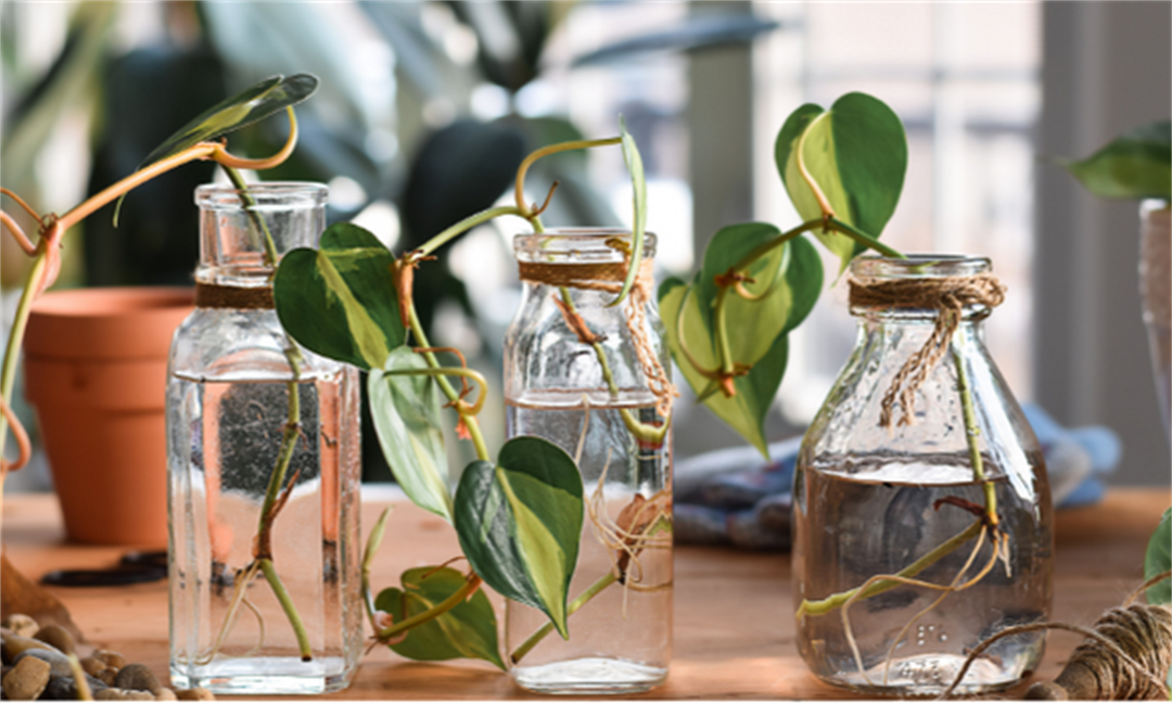 Reduce, Reuse & Recycle | Livingstone Shire Council