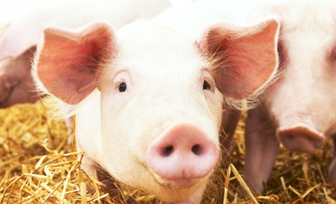 Website_Hero_Pigs.jpg