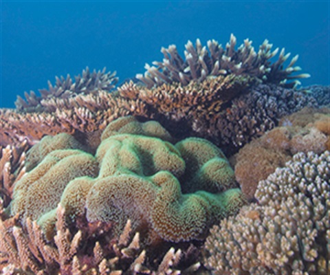 Website_Tile_Our_Reef.jpg