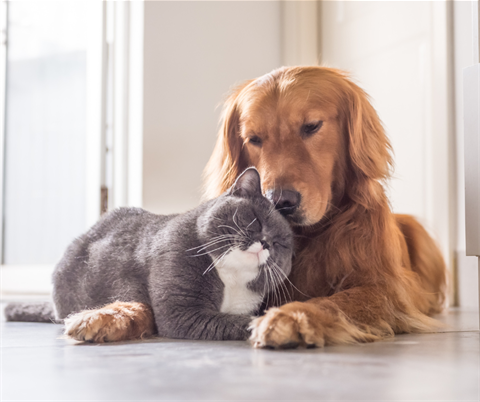 Desexed Cat and Dog