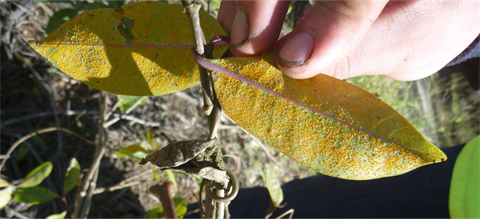 Leaf