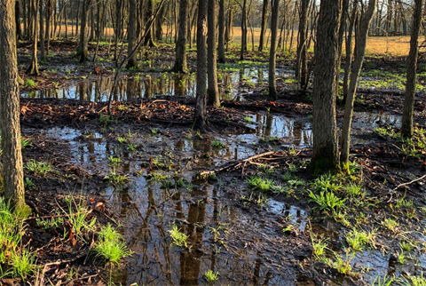 Mosquito Breeding Ground.png