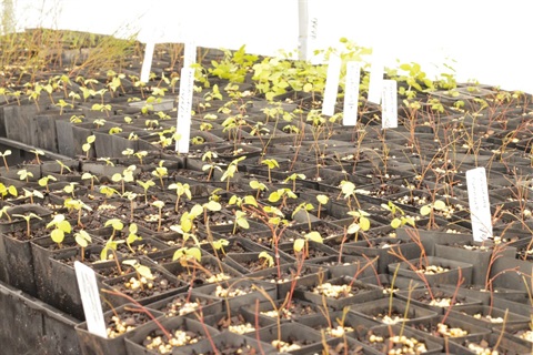 Seedlings endemic to the Capricorn Coast