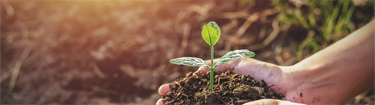 Close-up of hands holding soil with a small green plant sprouting, outdoors in sunlight.