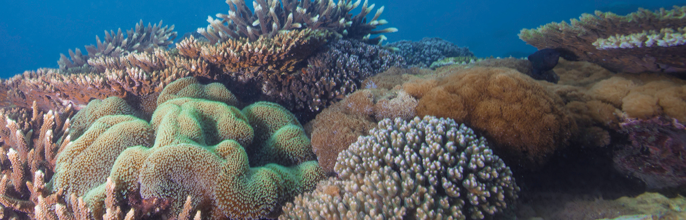 Reef banner