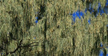 Black-She-Oak.png