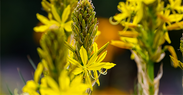 Bulbine-Lily.png