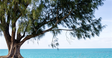 Casuarina.png