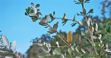 Coast-Banksia.png
