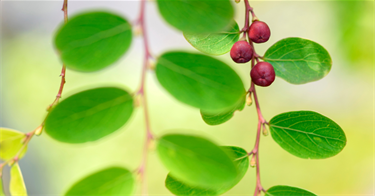 Coffee-Bush.png