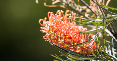 Fern-leaved-Grevillea.png