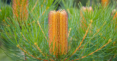 Hairpin-Banksia.png