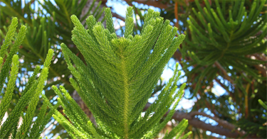 Hoop-Pine.png