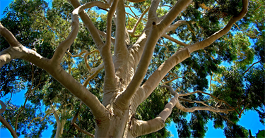 Lemon-Scented-Gum.png