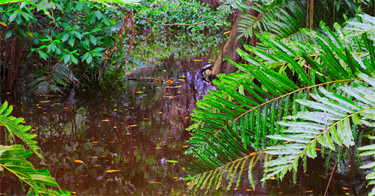Mangrove-Fern.png