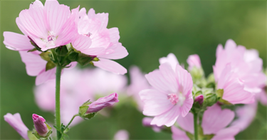 Musk-Mallow.png