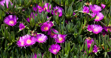 Pigface.png