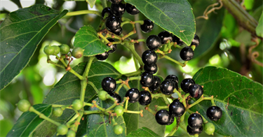 Red-Ash-Soap-Tree.png