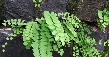 Rough-Maidenhair-Fern.png