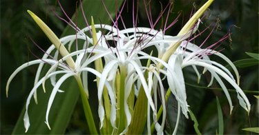 Swamp-Lily.png