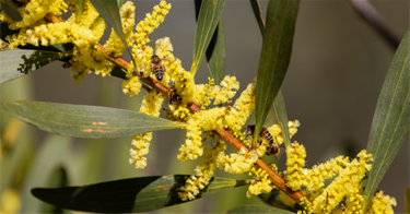Wattles.png