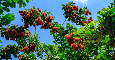 Woolly-Rambutan.png