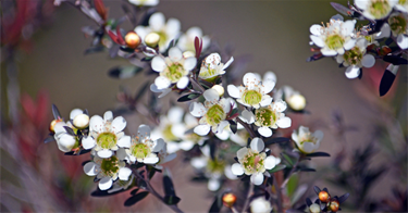 Yellow-Tea-tree.png