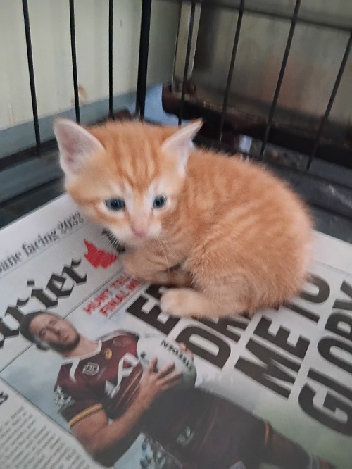 Kitten 1