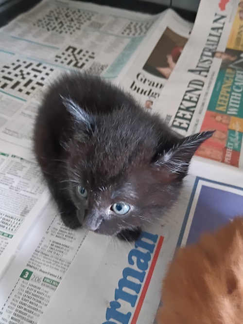 Kitten 3