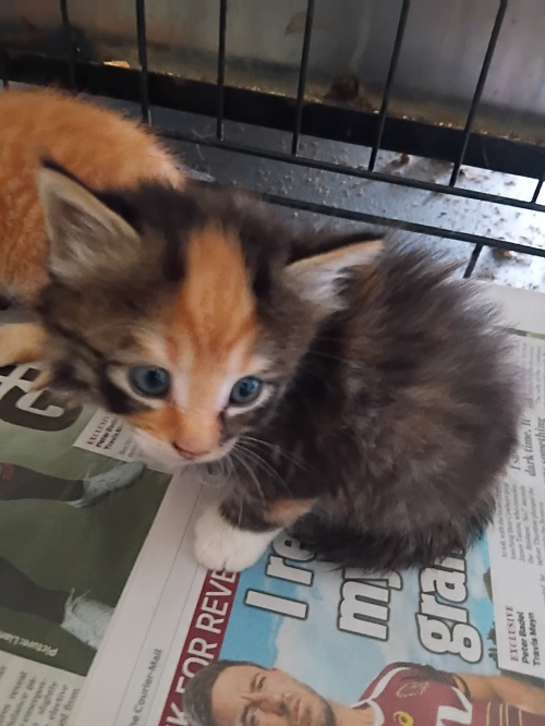 Kitten 4